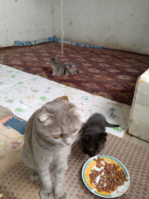 продам котят с мамой, девочки.