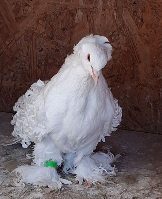 Vand gusati de pomerania si creti francezi