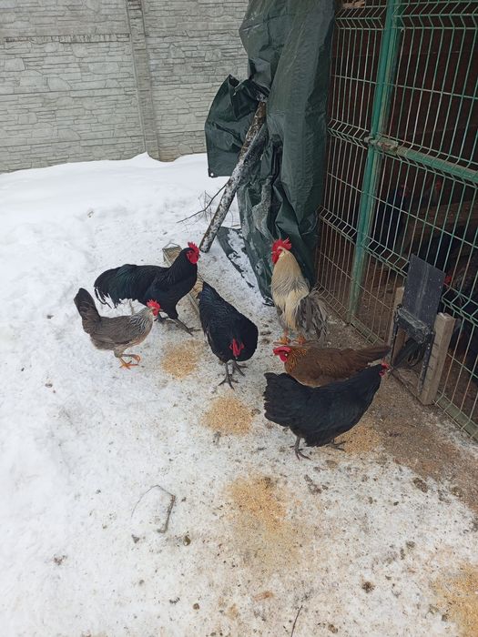 Gaini Cocosi Australorp si italieni