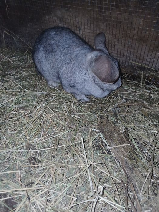 Vând iepuroaica gestantă