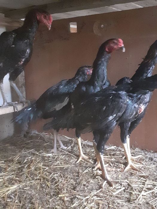 Цыплята  о шамо на Юнусобаде