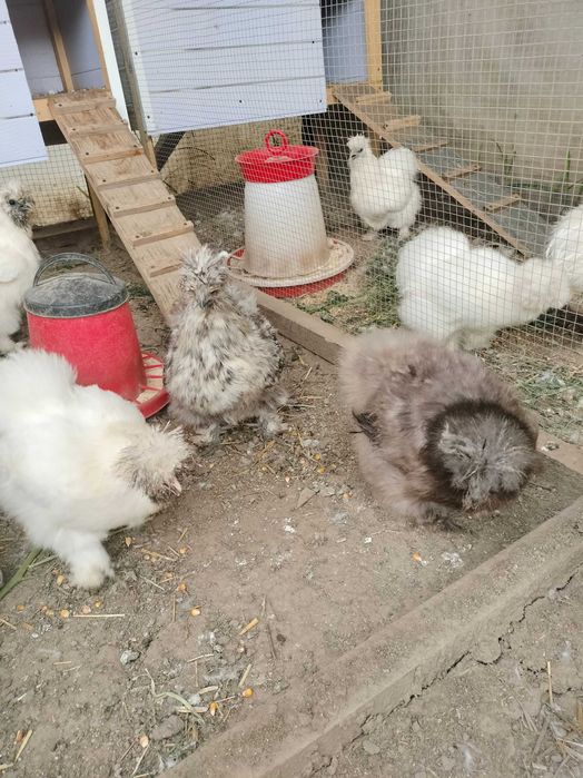 Mătase japoneza - diverse