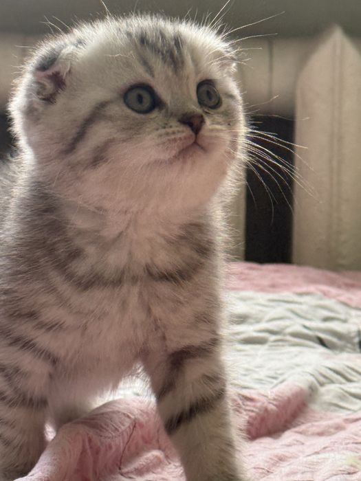 Scottish fold mushukcha