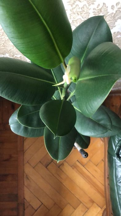 "Фикус" - комнатное растение