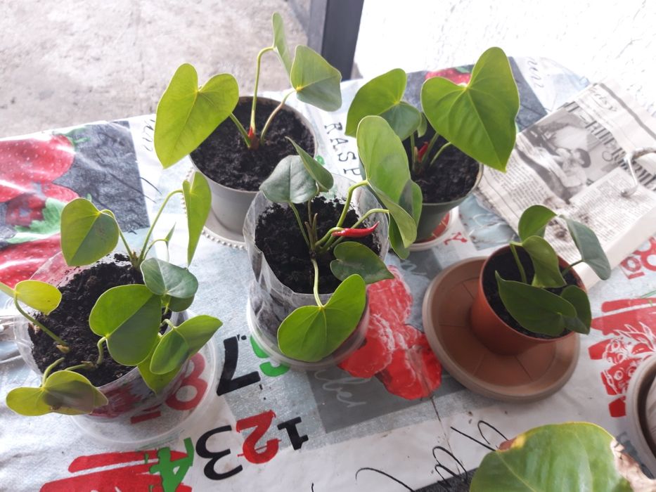 Продам Комнатные цветы