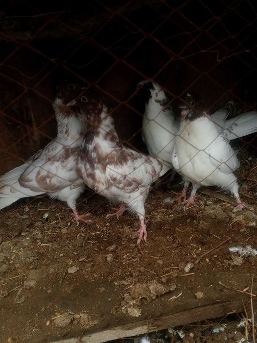 Красноголовые иран молодёжь