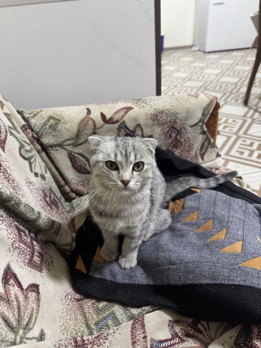 Шотландская кошка вислоухая
