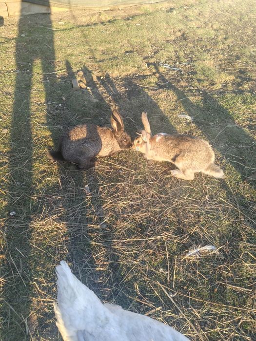 Iepuri caută casă nouă!