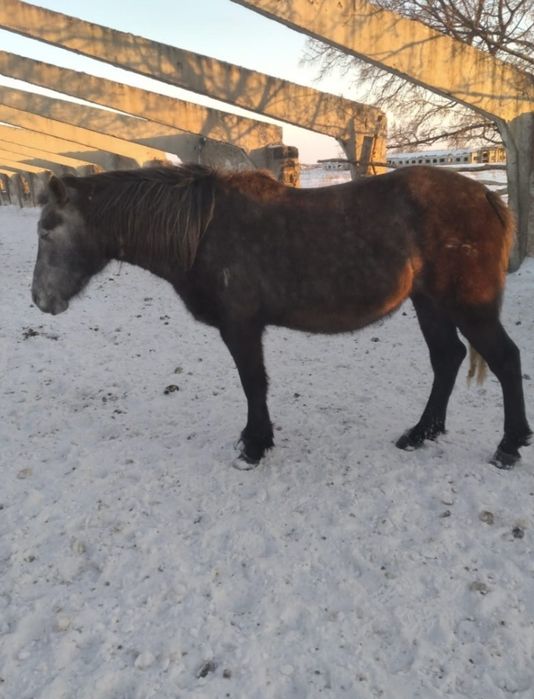 Кобылы жерёбые 3хлетки