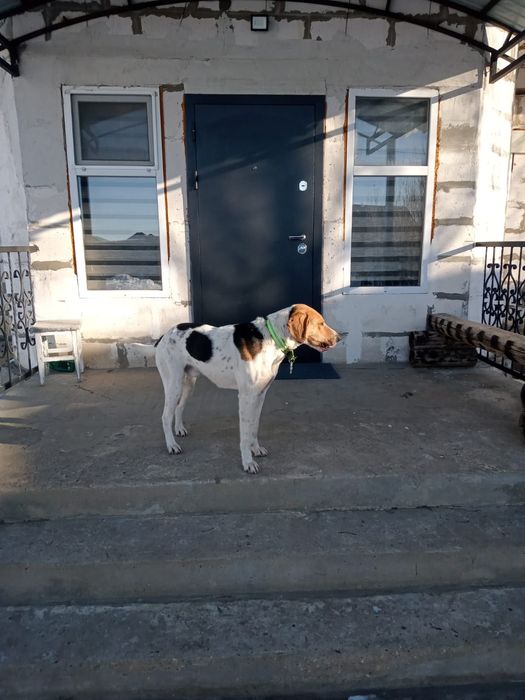 Продам Англо-русскую пегий гончию.
Продам  цена