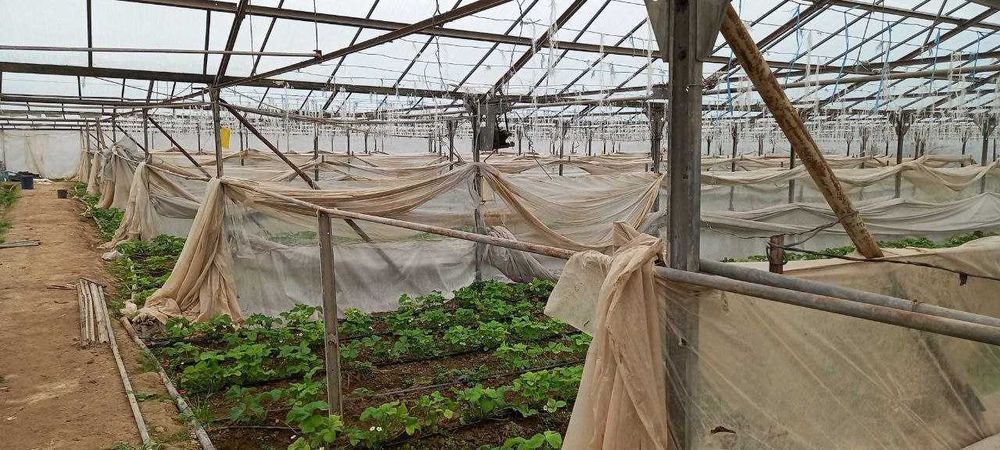 Продаетcя бизнес тепличное хозяйство