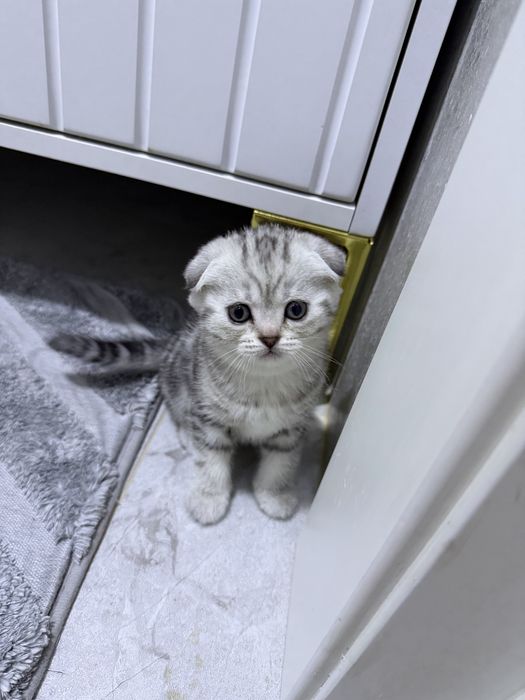 Скоттиш фолд котенок