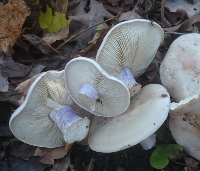 Маринованные грибы