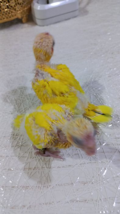 Продаются птенцы Какарика