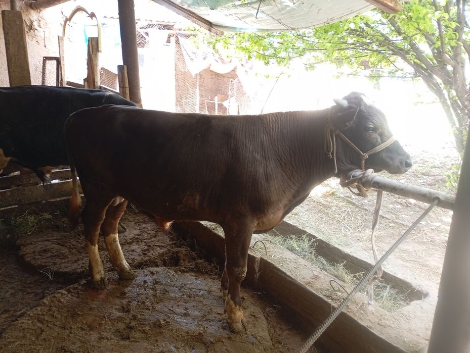 Домашний бычки!!!