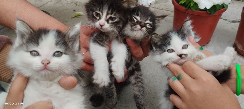 Продам котят, мушукчалар сотилади