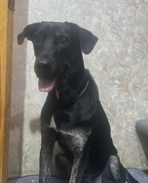 в добрые руки ,подросток