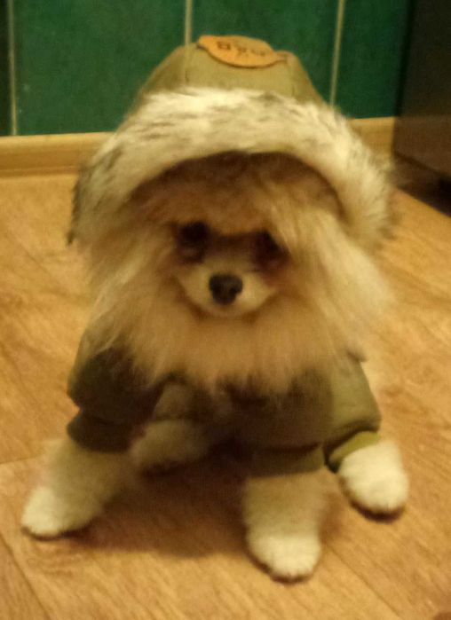 Лапочка Мини Шпицуха