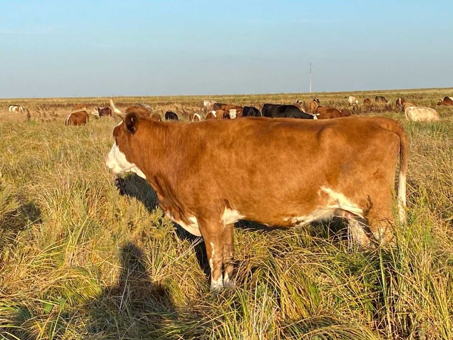 Бұзаулы сиыр сатылады