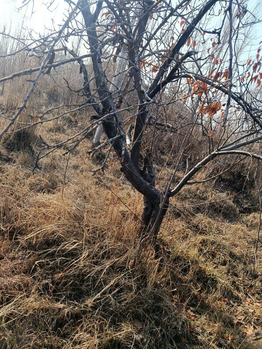 Отинга боладиган мевали дарахлар