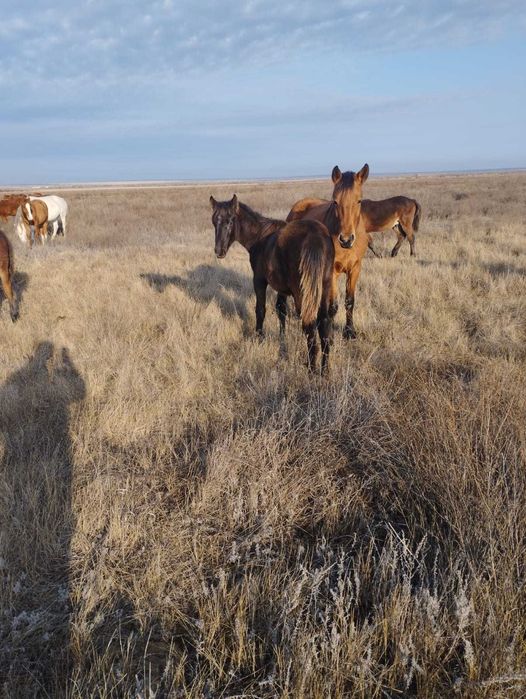 Продам лошадей..