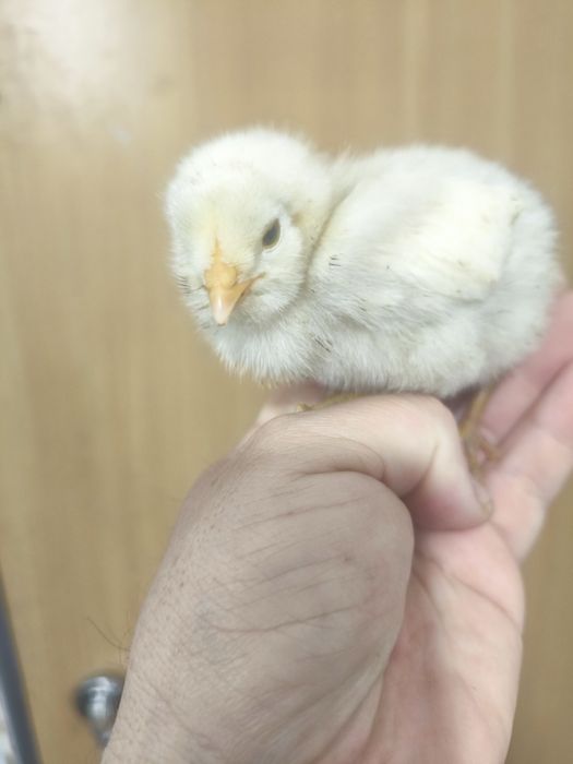 Araucana și barboase