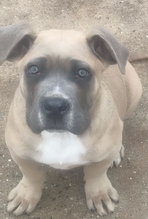 Mascul Cane Corso formentino,cu Pedigree+