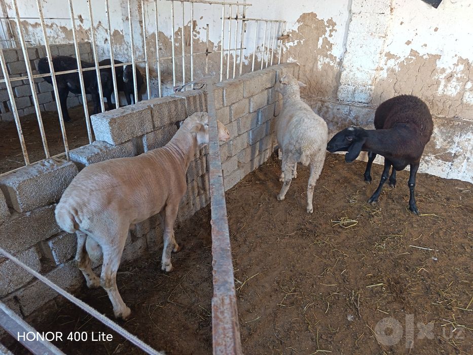 Merenos qoy sotiladi