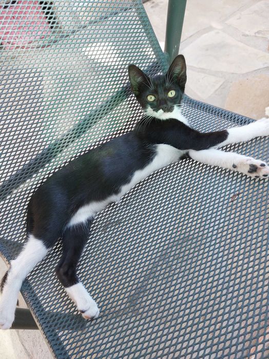 Подарявам котенца