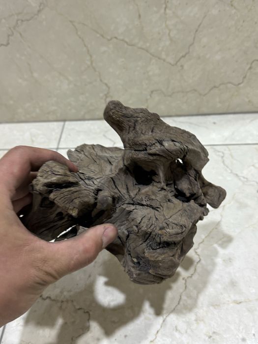 Karyaga sotiladi akvarium uchun