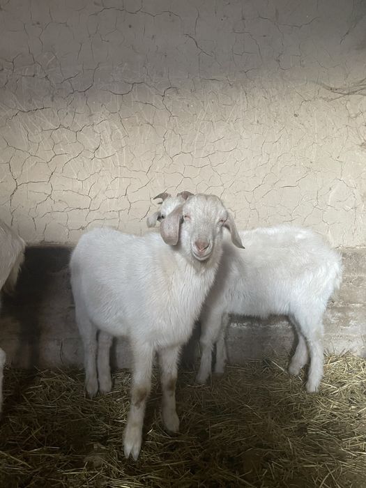 Текелер сатылады 1 жасар