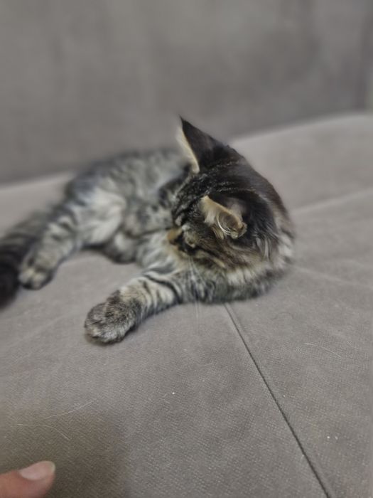 Котёнок черненький