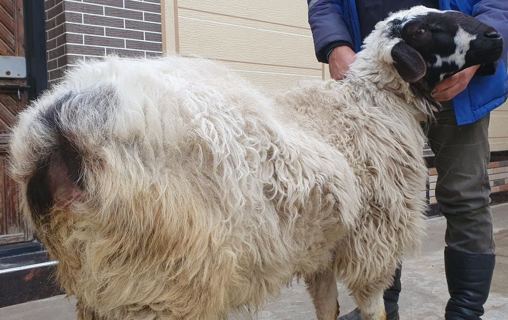 Хисори ку'чкор сотилади