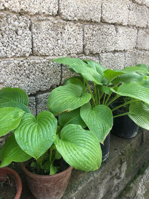 Хоста многолетнее растение