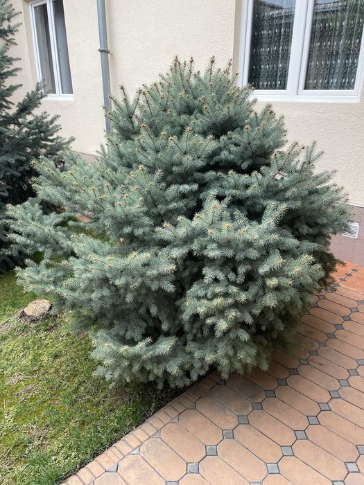 продам многолетние голубые ель