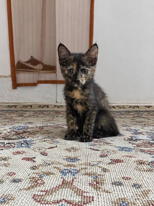 Отдам котят в добрые руки