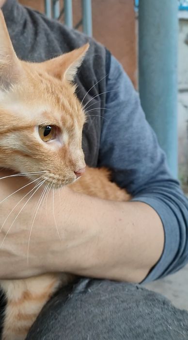 Кот, молодой, кастрирован