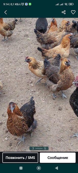 Лакеданзи тауықтар