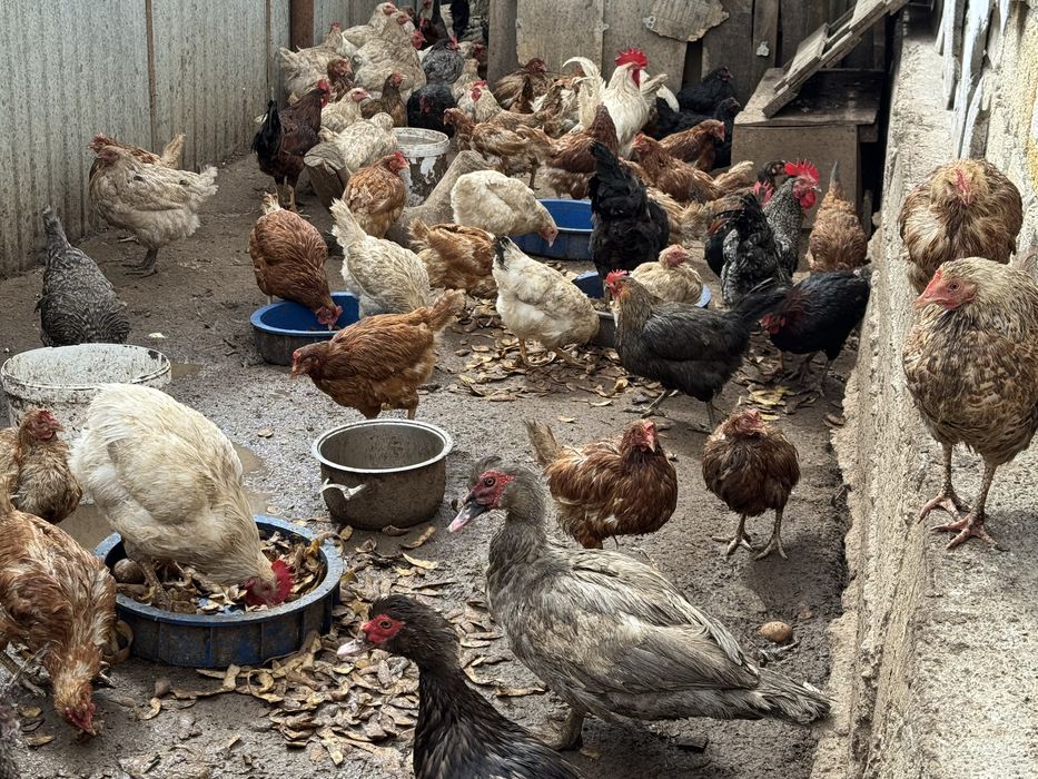 продам кури курицы