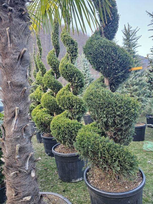 Bonsai pon pon, spirale din tuia, spiralate, tri ball, tuia bile forme