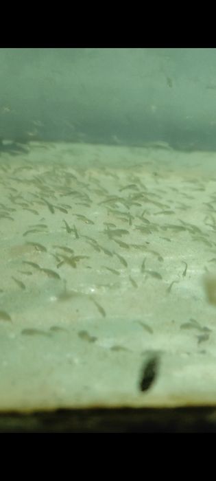 Аранда малйоклари сатилади