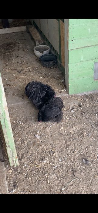 Pereche cochinchina pitic