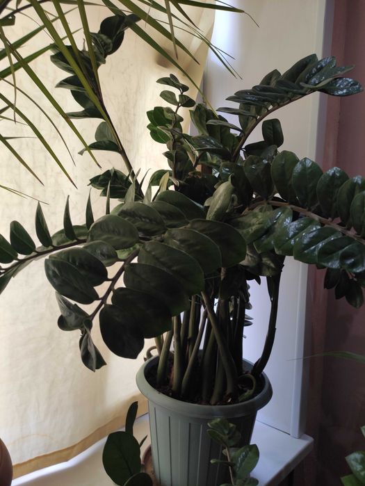 Продам комнатные цветы