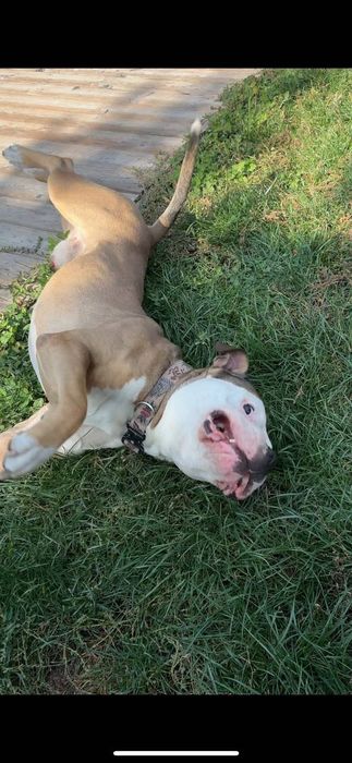 Стафф Стафордширский терьер