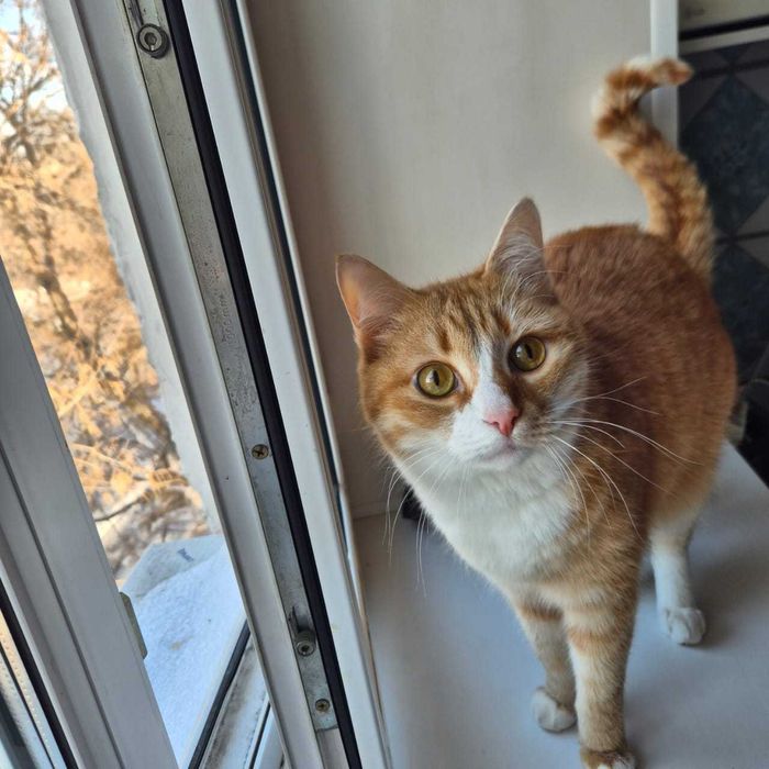 Отдам кота в добрые руки