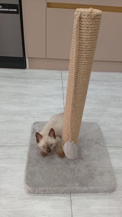 Киса Мушукча Киз бола