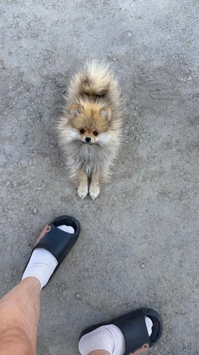 Продам Мальчика Шпица очень игривый 4 мес