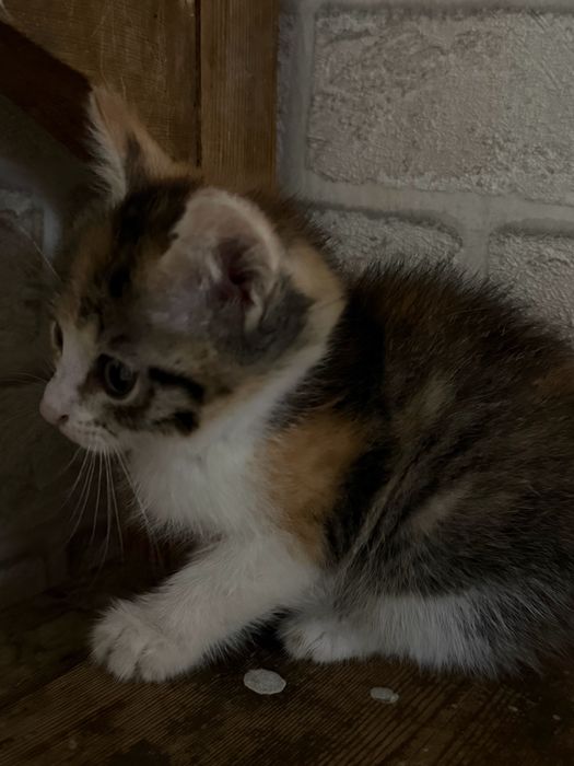 Котёнок девочка в добрые руки