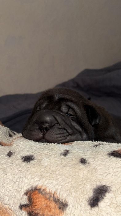 Продажа щенков шарпей