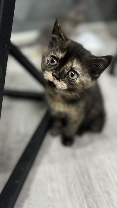 Скоттиш страйт,2-месячная девочка